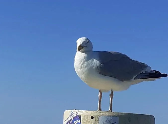 Echt Ostfriesenhus * Norden